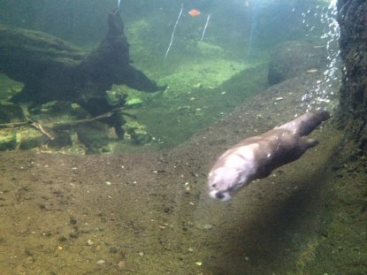 arizona-sonora-desert-museum-otter-tucson-arizona