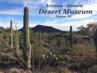 arizona-sonora-desert-museum-visit-tucson-arizona
