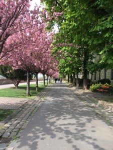 Cherry blossom trees in Budapest, Hungary