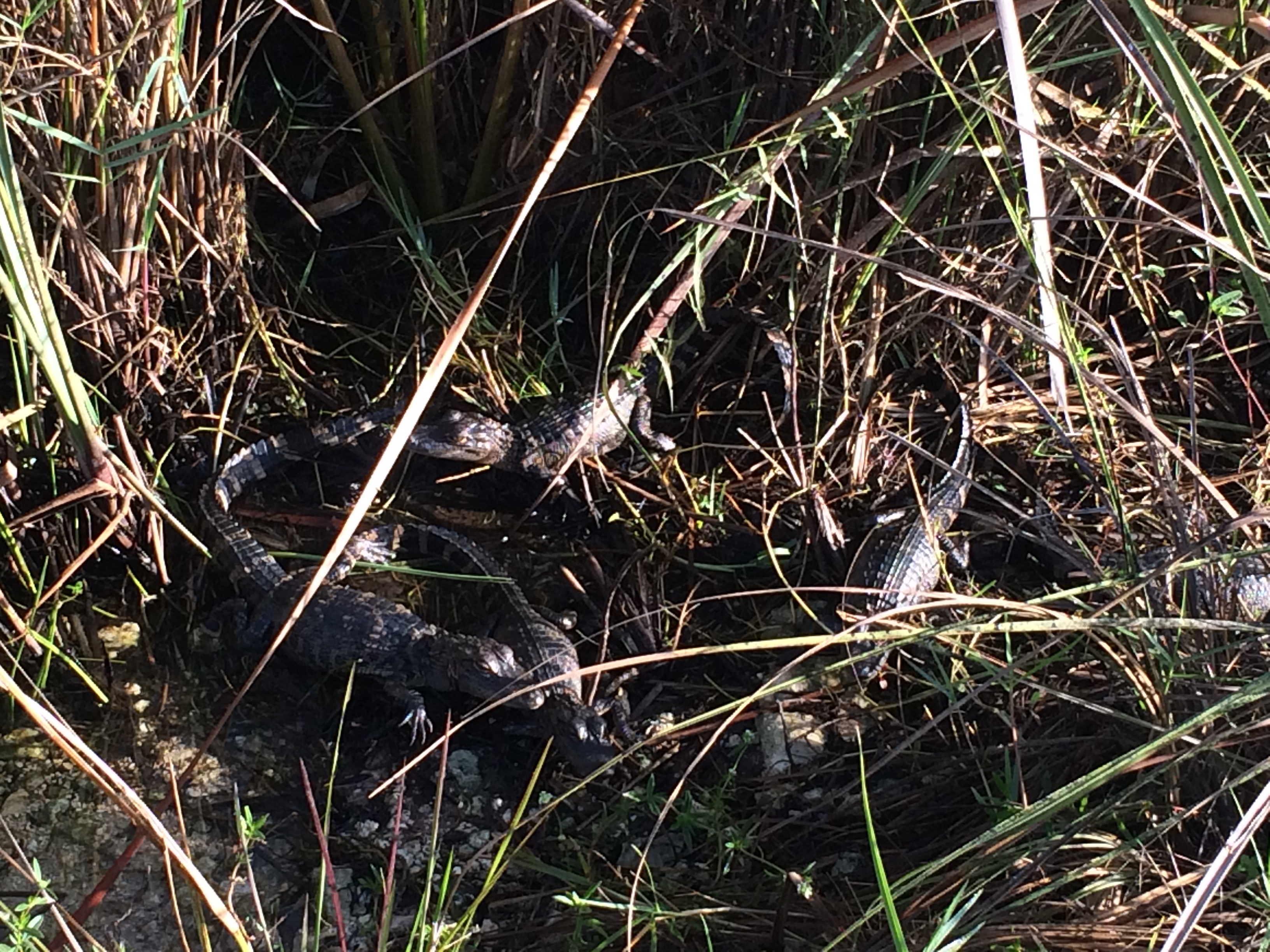 baby-alligators-florida-everglades