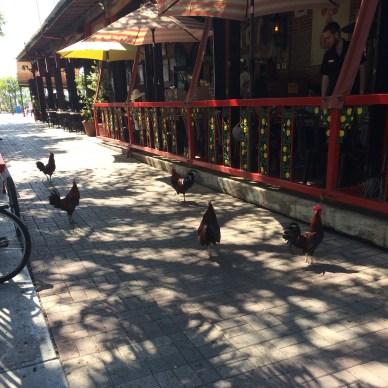 Key_West_Roosters