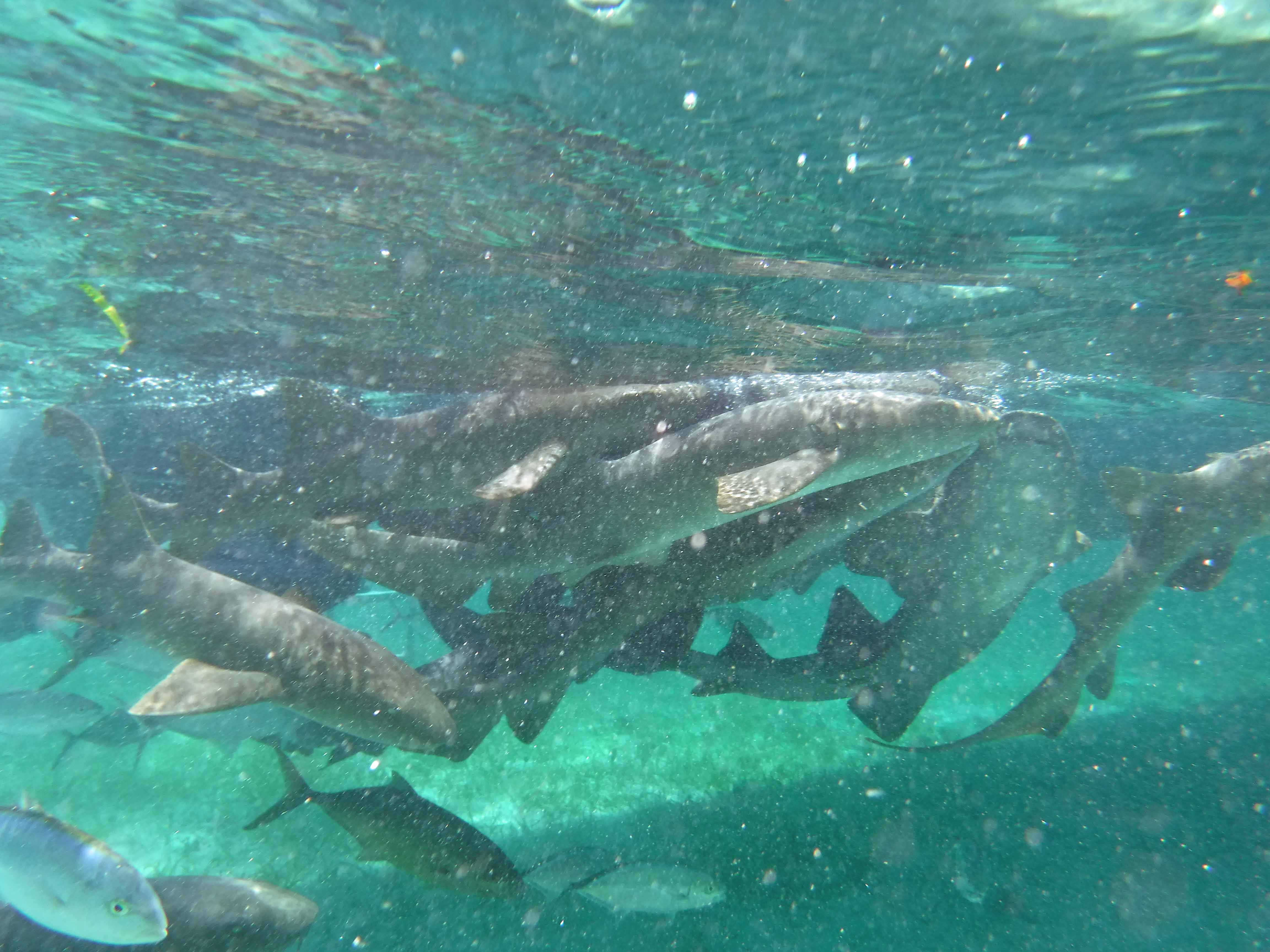 Shark_Ray_alley_sharks