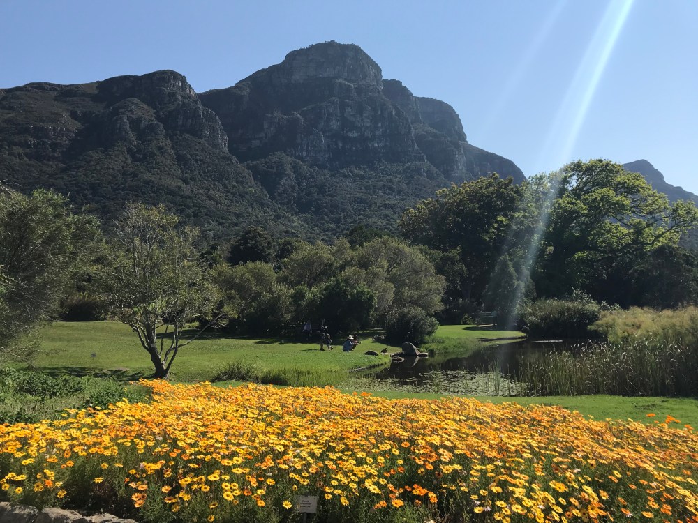 7 Reasons To Visit Kirstenbosch Botanical Garden In Cape Town South 7-reasons-to-visit-kirstenbosch-botanical-garden-in-cape-town-south